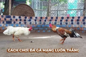 Bí Kíp Chơi Đá Gà Sabong F8Bet Từ Cao Thủ Giành Thắng Lợi Lớn